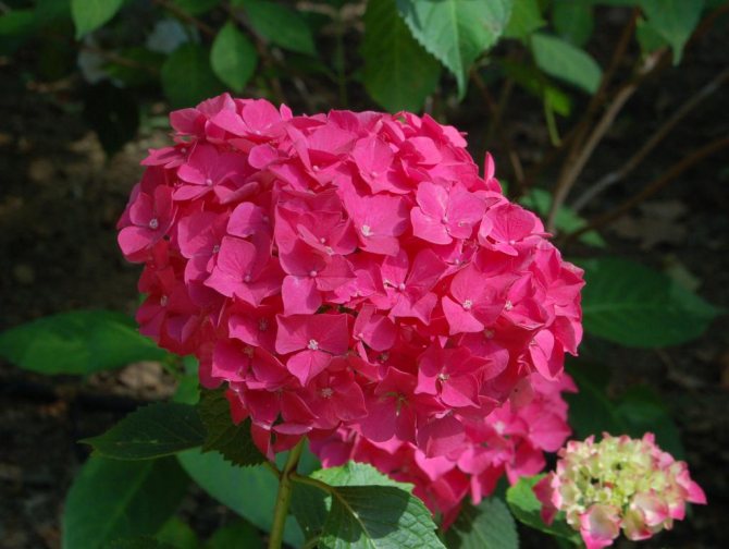 Rosa blomställningar