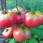Pink tomatoes