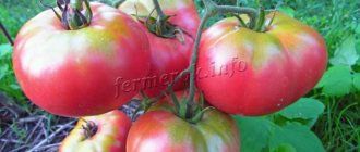Розови домати