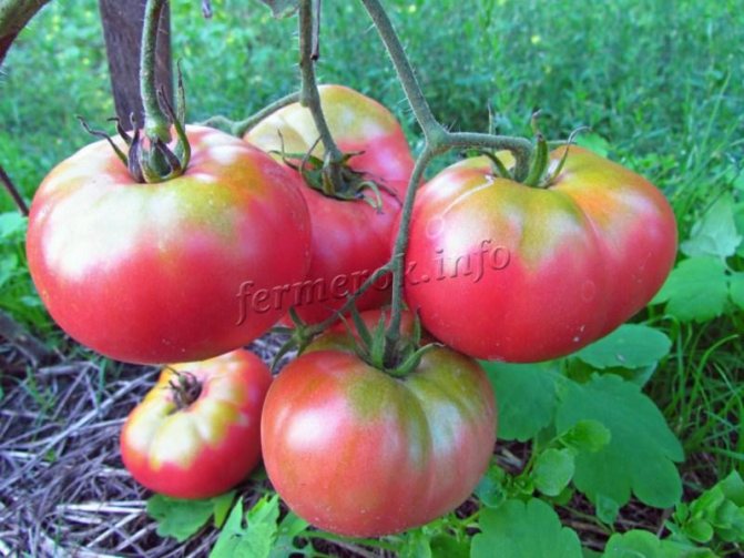 Rosa tomater