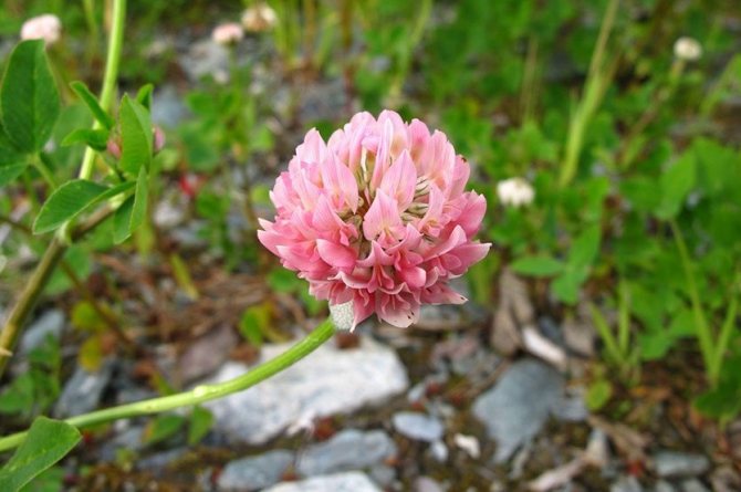 Pink clover