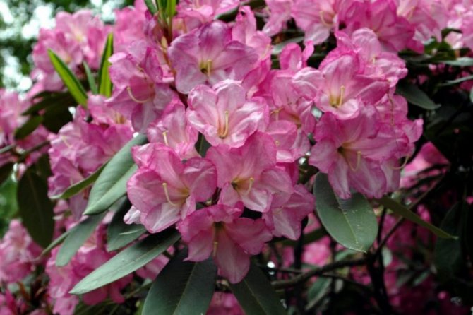 Rhododendron merah jambu