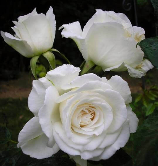 Анапурна рози