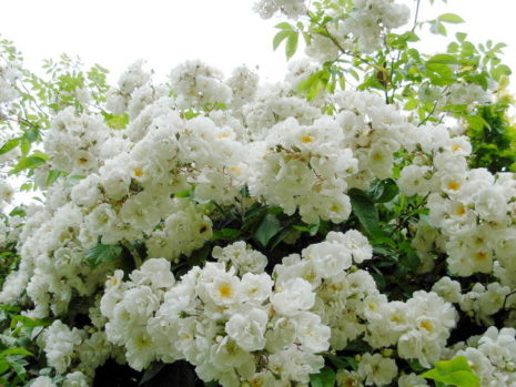الورود البيضاء