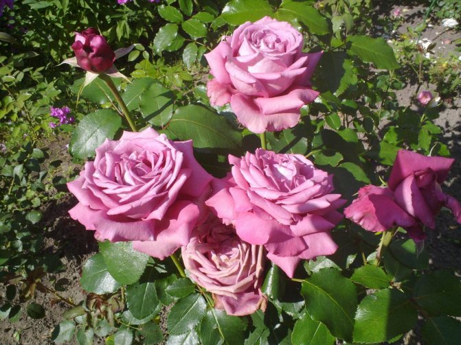 Claude Brasseur Roses