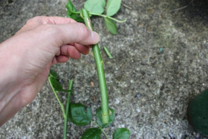 roses gave off shoots how to plant