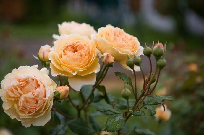 Mawar oleh David Austin mempunyai kualiti hiasan yang sangat tinggi dan dibezakan dengan kesahihannya.