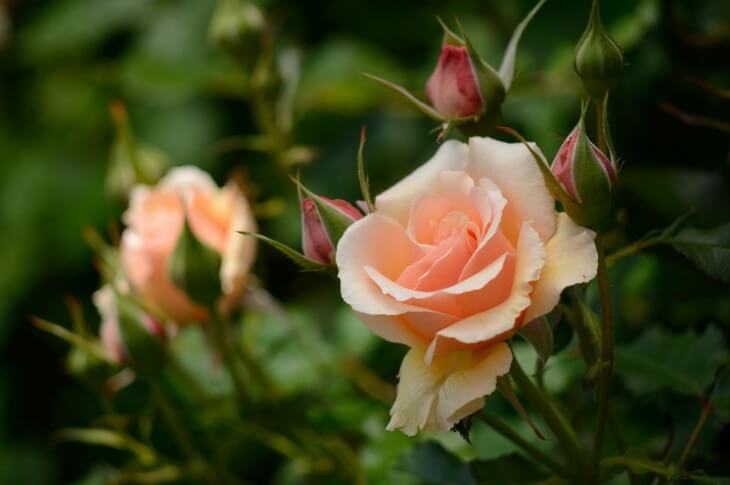 Trandafirii sunt o plantă foarte plină de dispoziție.