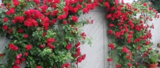 Rosen und Tür