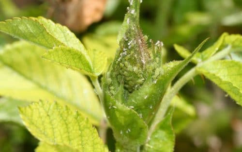 Roses and pests: aphids
