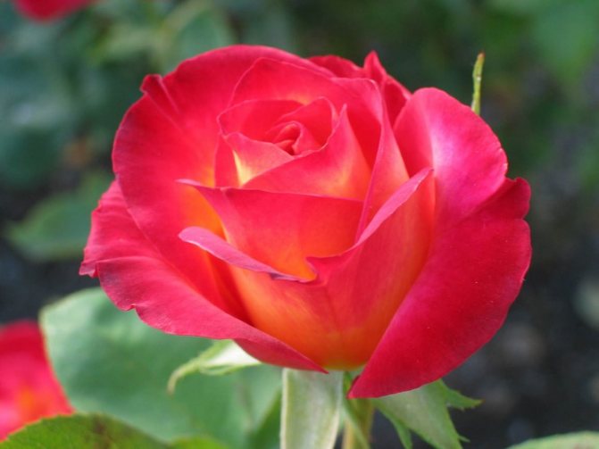Roses when and how to plant in spring