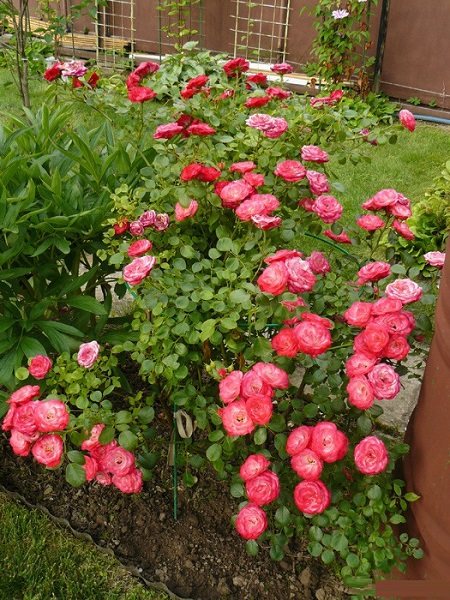 bunga mawar pat de velor