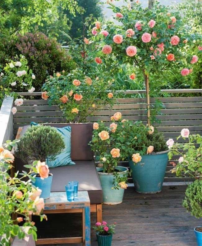 Trandafiri de terasă: soiuri, cultivare, îngrijire și utilizare în amenajarea peisajului