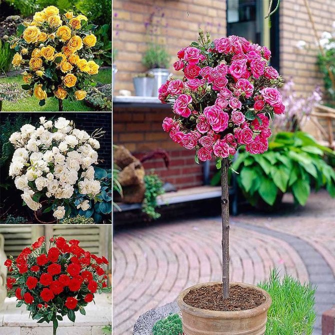 Mawar teras: varieti, penanaman, penjagaan dan penggunaan dalam reka bentuk landskap