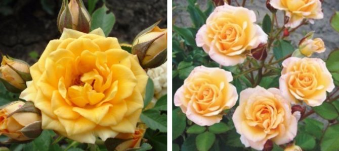 Вътрешни рози: сортове, отглеждане, грижи и използване в ландшафтния дизайн