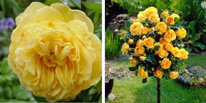 Вътрешни рози: сортове, отглеждане, грижи и използване в ландшафтния дизайн