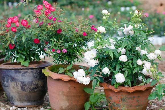 Trandafiri de terasă: soiuri, cultivare, îngrijire și utilizare în amenajarea peisajului