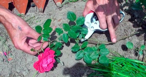 penanaman dan penjagaan bunga ros penutup tanah