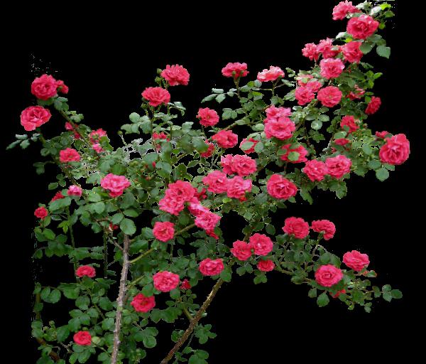 rosor plantering och vård i Sibirien på våren