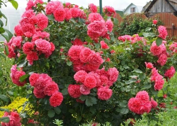 Rosarium Uetersen roses