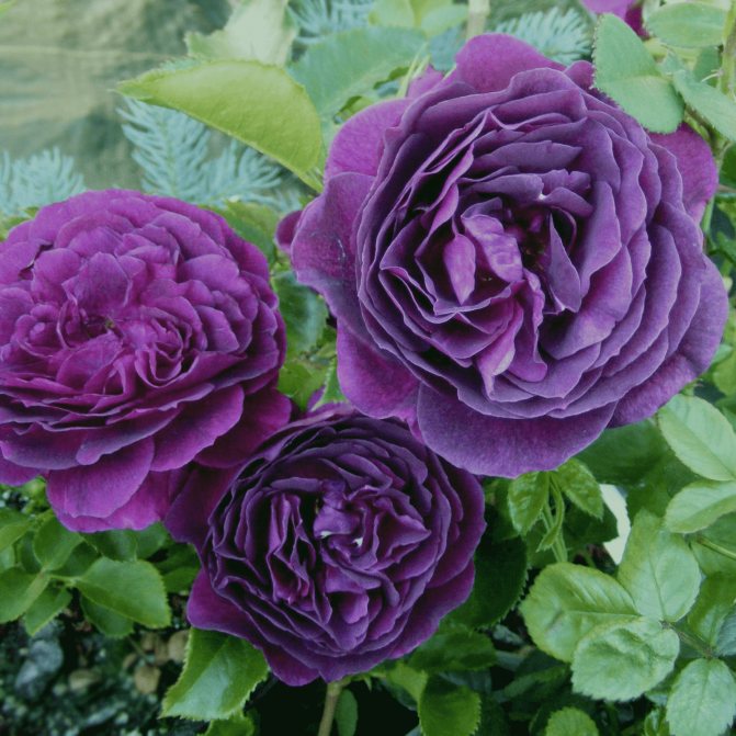 Roses with purple flowers fade in the sun, so on hot days they need to be shaded