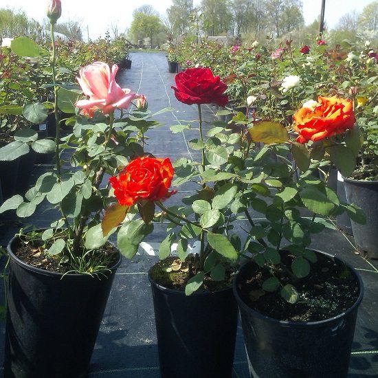 bunga ros di dalam bekas untuk ditanam