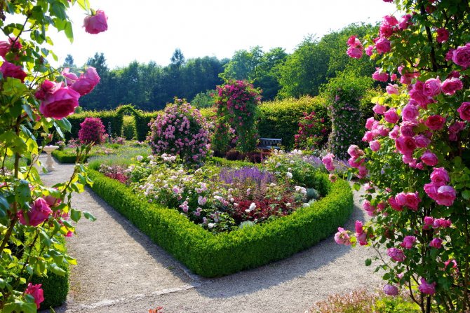 bunga ros dalam idea reka bentuk reka bentuk landskap