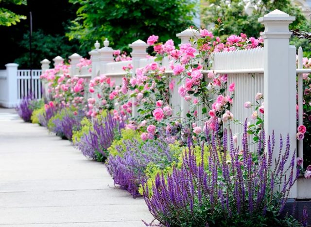 Rosor i trädgårdslandskapets design: foto, dekoration av sommarstugan med klättring och andra rosor