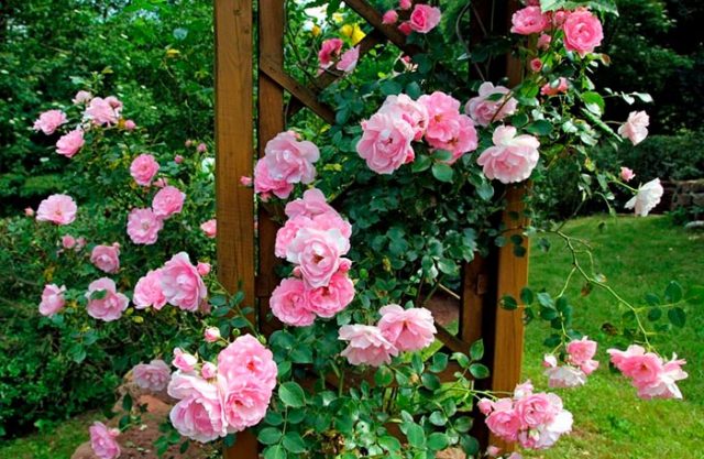 الورود في تصميم المناظر الطبيعية للحديقة: الصورة ، زخرفة الكوخ الصيفي مع التسلق والورود الأخرى