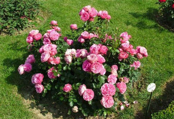 bunga ros di kebun