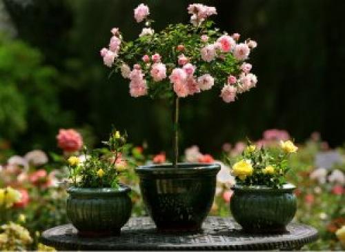 Roses in flowerpots. HOW TO GROW ROSES IN POTS