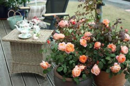 Roses in flowerpots. HOW TO GROW ROSES IN POTS
