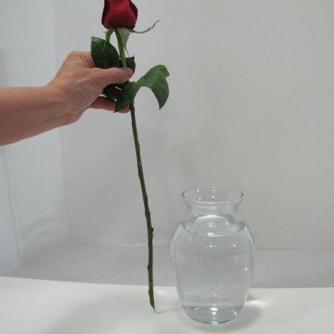 růže ve vodě
