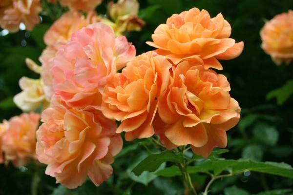 Bunga ros dari Westerland