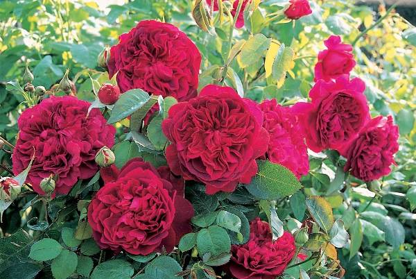 Roses William Shakespeare 2000