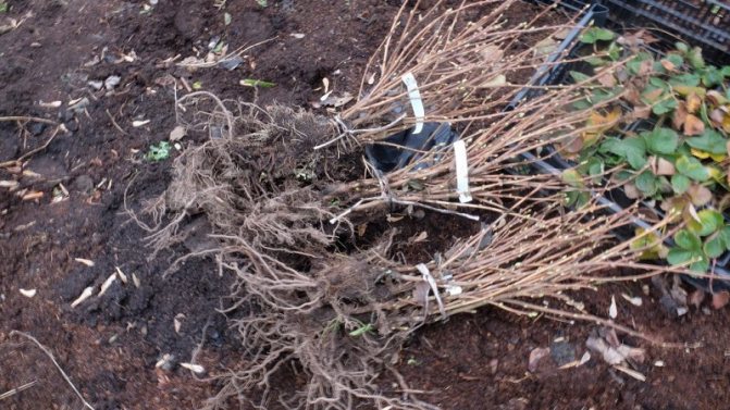 Ghid de plantare a coacăzului de toamnă pentru grădinarii începători