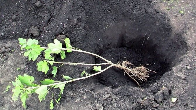 Ghid de plantare a coacăzului de toamnă pentru grădinarii începători
