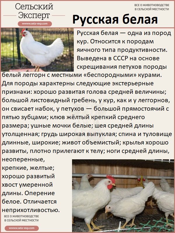 Руска бяла порода пилета
