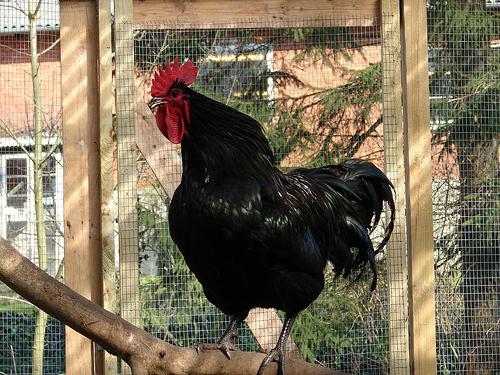 Rysk svart kyckling