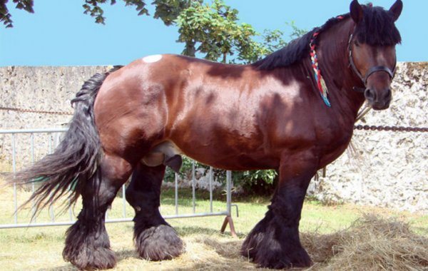 Draf berat Rusia (baka kuda): sejarah, perihalan, watak, penyelenggaraan dan penjagaan