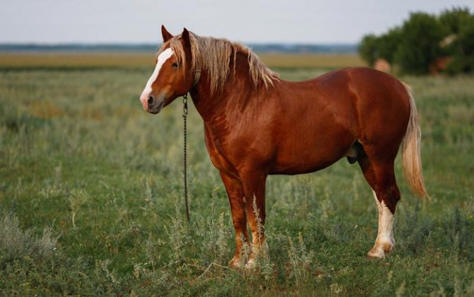 Draf berat Rusia (baka kuda): sejarah, perihalan, watak, penyelenggaraan dan penjagaan
