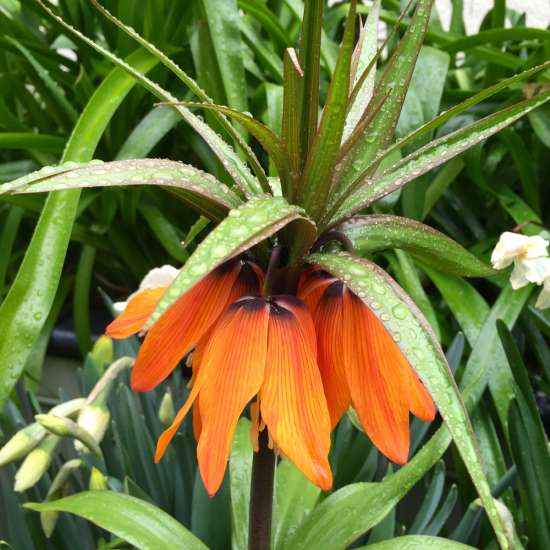alun grouse fotografie imperială floare