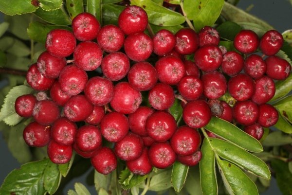 Rowan odrůda Rubinovaya je vhodná pro zpracování na džusy, želé, vína, likéry, želé