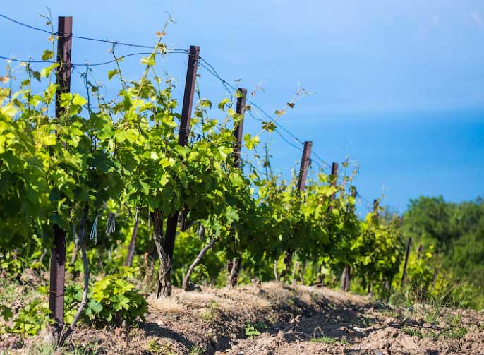 En radplantering av en vingård i ett öppet fält bör placeras i riktning från norr till söder