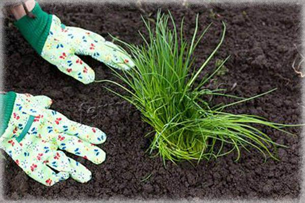 Melonggarkan tanah adalah bahagian terpenting dalam menjaga kucai pada tahun pertama.