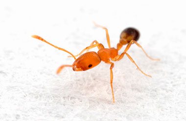 Red ants in a greenhouse - what to do and how to get rid of?