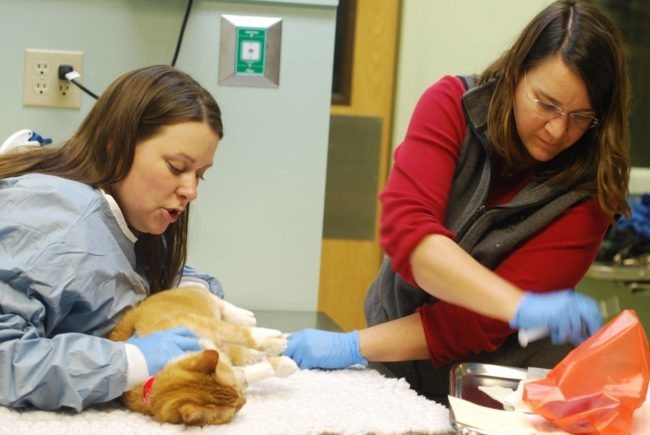 Zázvorová kočka u veterináře leží na stole s ovázanými tlapkami
