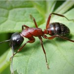 Джинджифилова горска мравка