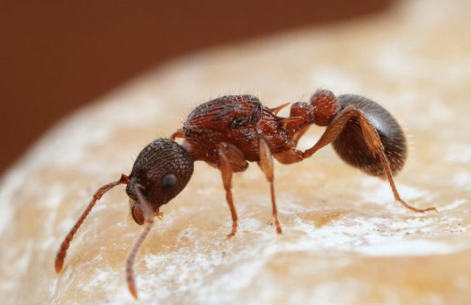 червена мравка