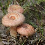 Ryzhiki - královské houby s jehličnatou chutí